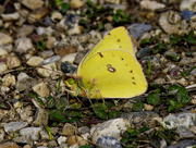 6th Nov 2022 - Clouded sulphur butterfly