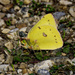 Clouded sulphur butterfly by rminer