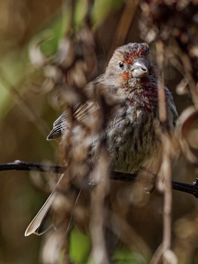house finch  by rminer