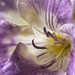 Lilac by craftymeg