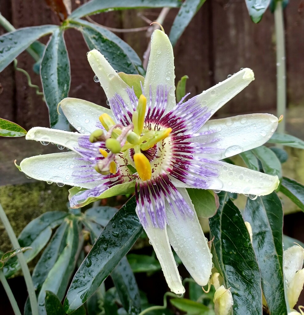 Passionflower in the rain  by busylady