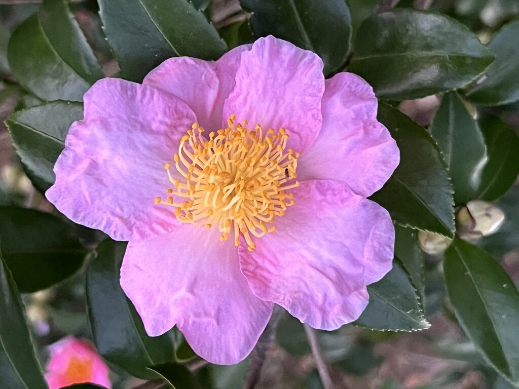 Sasanqua camellia  by congaree