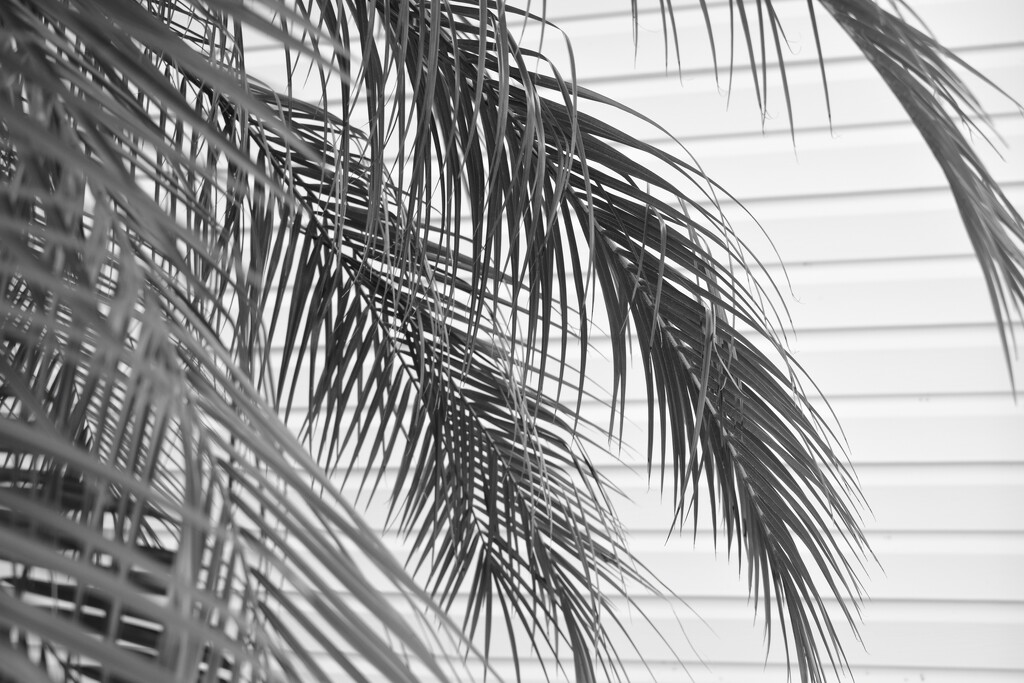 Palm shadows? by dianemhall
