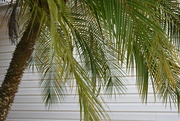 1st Nov 2022 - Florida palm