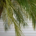 Florida palm by dianemhall