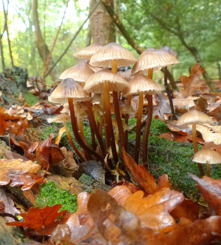  More Forest Fungi  by judithdeacon