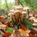  More Forest Fungi  by judithdeacon