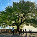 The tree.  by cocobella