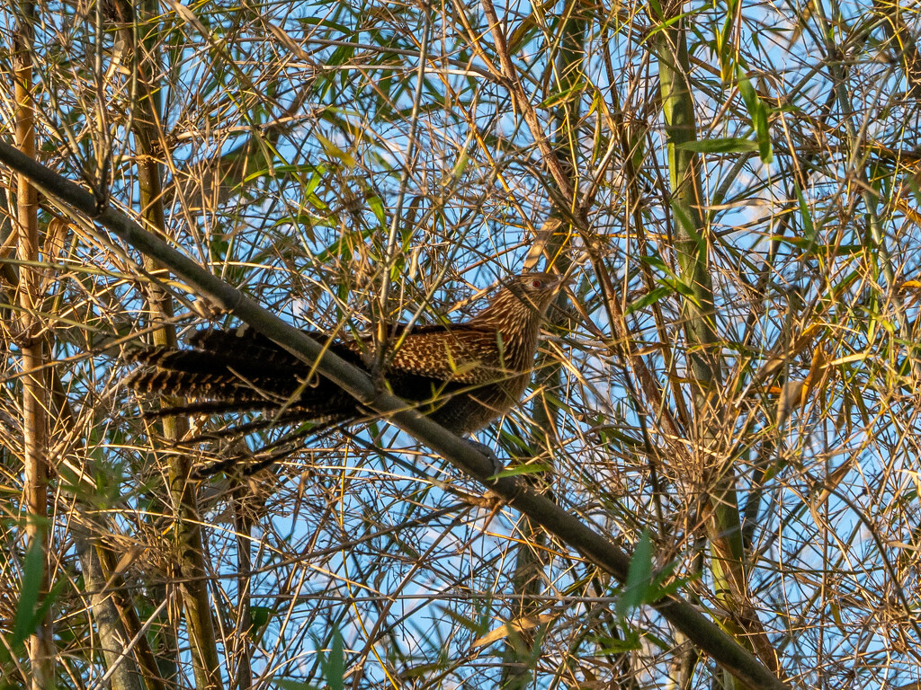 Pheasant Coucal by gosia