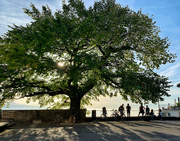 6th Nov 2022 - Tree in Grandvaux. 