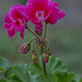 Geraniums by lstasel