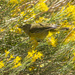 MacGillivray's Warbler by cwbill