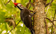 6th Nov 2022 - Found the Pileated Woodpecker Again Today!