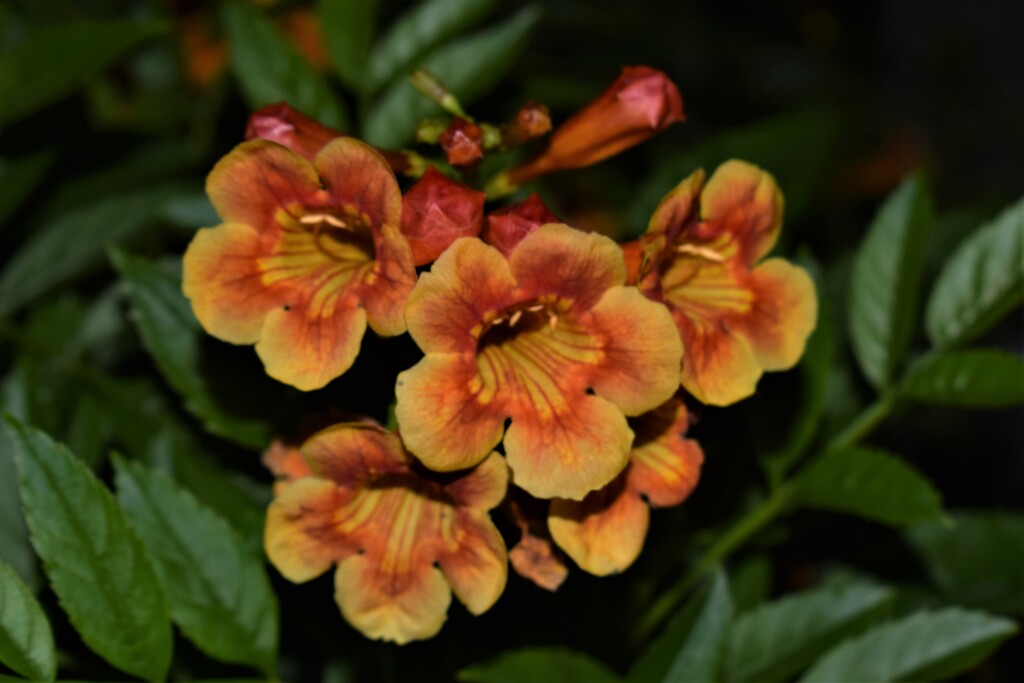 Orange red trumpet shaped flowers by sandlily