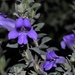 Blue flower by sandlily