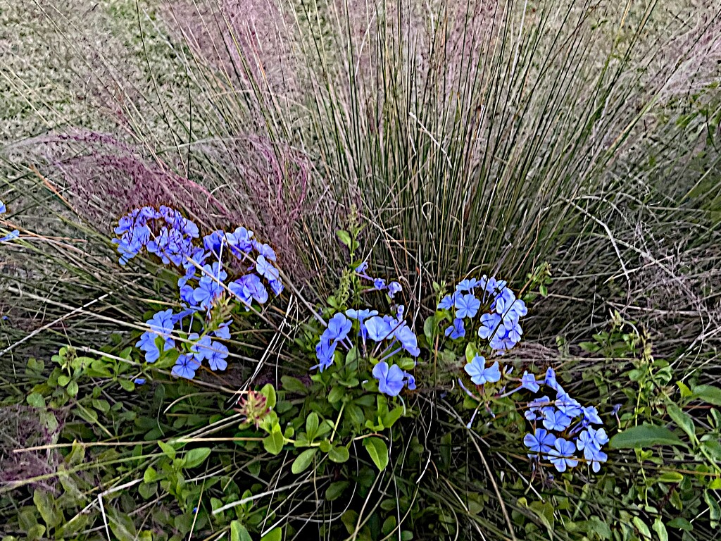 Plumbago and sweet grass  by congaree