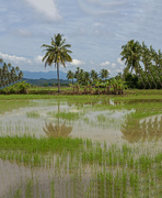 7th Nov 2022 - Rice Paddy
