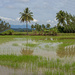 Rice Paddy by ianjb21