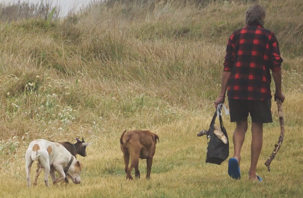 This man and his two dogs and a baby goat camping at beach , he walks each day with all three  by Dawn