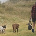 This man and his two dogs and a baby goat camping at beach , he walks each day with all three  by Dawn