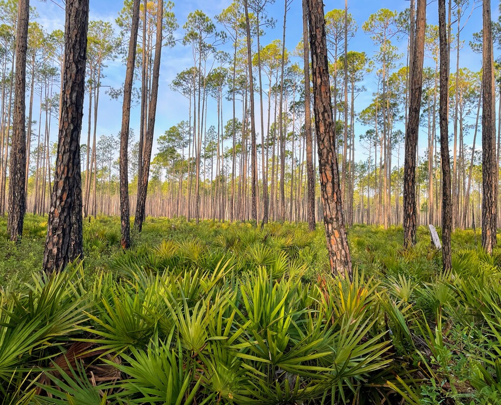 Osceola National Forest  by wilkinscd