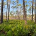 Osceola National Forest  by wilkinscd
