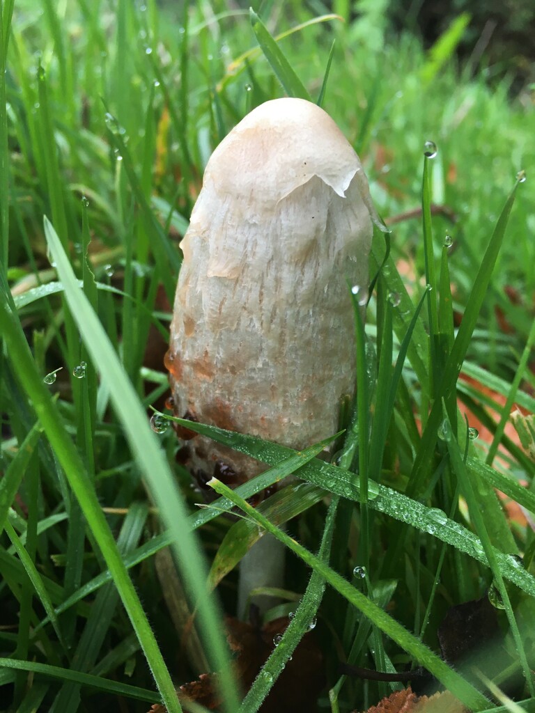 A new baby inkcap by 365anne