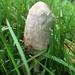 A new baby inkcap by 365anne