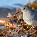 Purple Sandpiper by lifeat60degrees