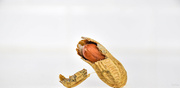 7th Nov 2022 - One shell, 2 nuts