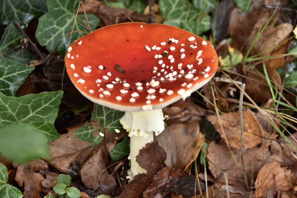 Fly Agaric by wakelys