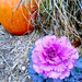 Flowering Cabbage by revken70