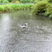 Rainy Day & Ducks by davemockford