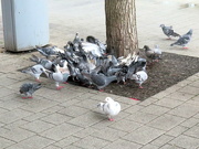 7th Nov 2022 - Pigeon Pile On