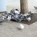 Pigeon Pile On by davemockford