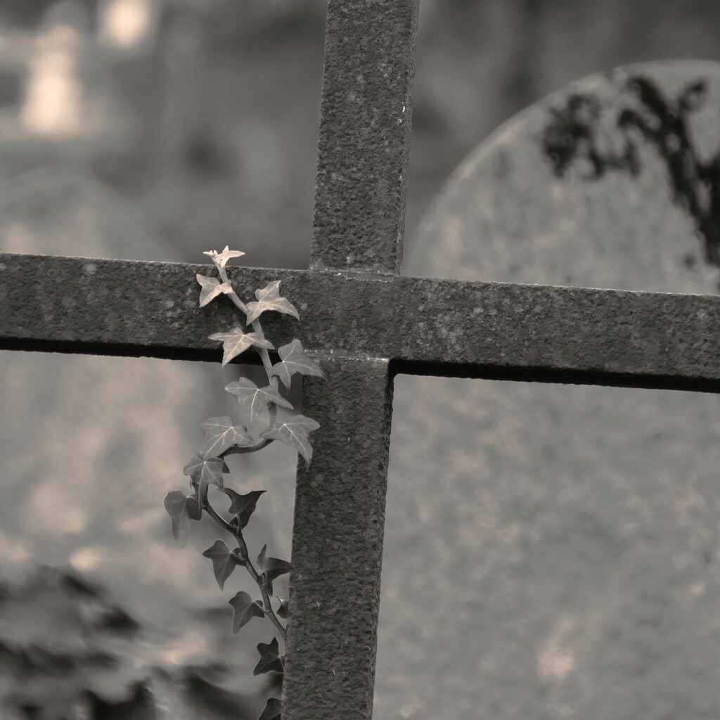 creeping ivy on a cross by cam365pix