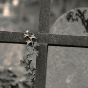 7th Nov 2022 - creeping ivy on a cross