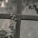 creeping ivy on a cross by cam365pix