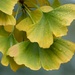 Ginkgo by fishers