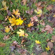 7th Nov 2022 - Lovely earthly smells and colours