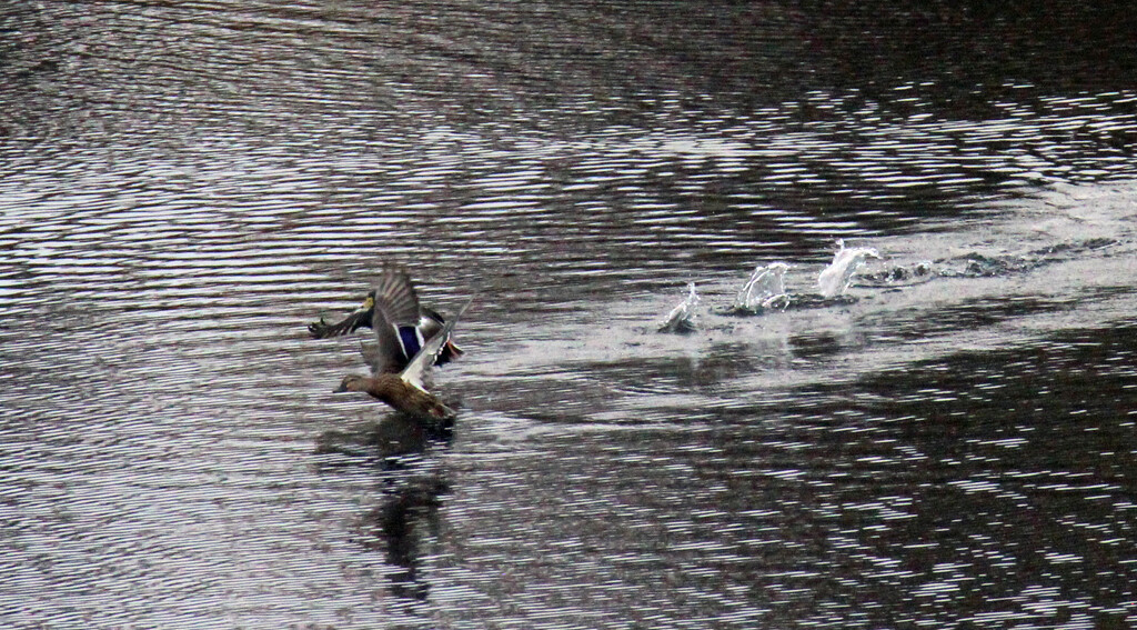 Nov 1 Mallards Running On The Water IMG_7941 by georgegailmcdowellcom