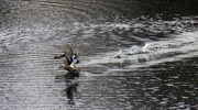 1st Nov 2022 - Nov 1 Mallards Running On The Water IMG_7941