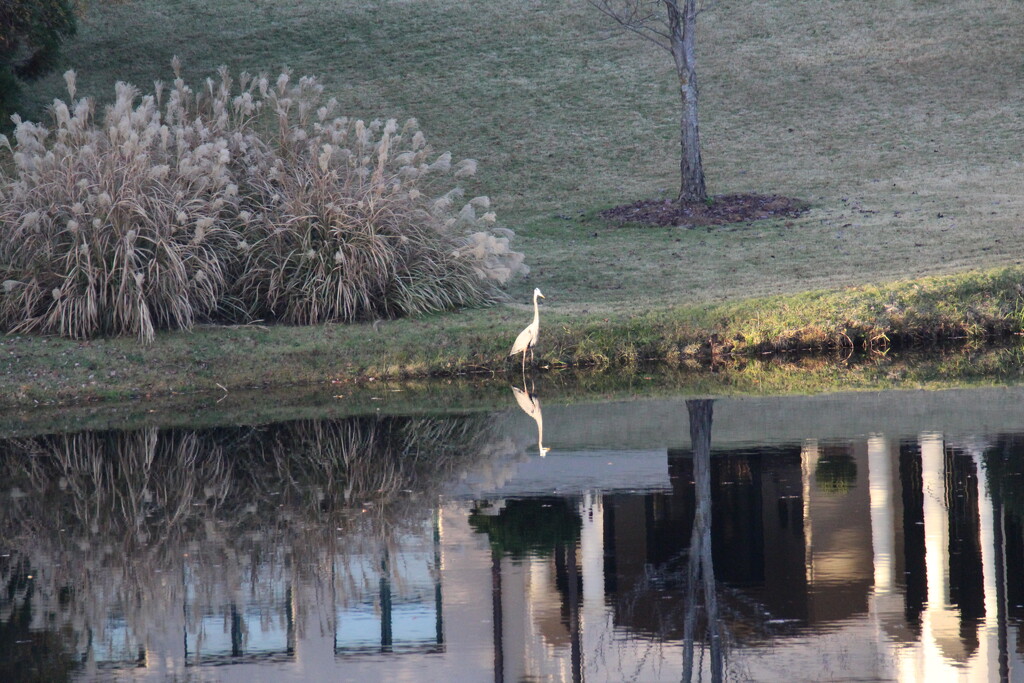 Nov 4 Blue Heron in Sunlight IMG_7963 by georgegailmcdowellcom
