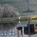 Nov 4 Blue Heron in Sunlight IMG_7963 by georgegailmcdowellcom