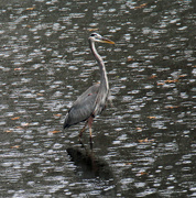 6th Nov 2022 - Nov 6 Raining Cats and Dogs and Blue Herons IMG_8000A