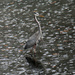 Nov 6 Raining Cats and Dogs and Blue Herons IMG_8000A by georgegailmcdowellcom