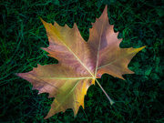 7th Nov 2022 - The leaf just fell down