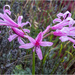 Bowden Cornish Lily by pcoulson
