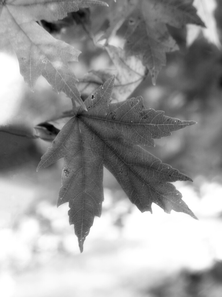 Maple leaf... by marlboromaam