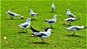 8th Nov 2022 - Squabbling Seagulls ~ 
